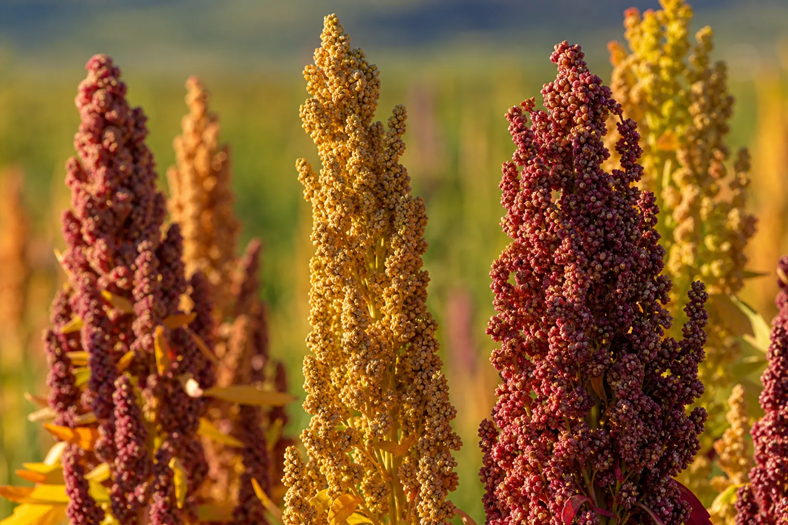 Close-up of colourful native Andean quinoa